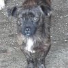 Floh