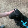 Charlie