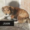 Josie