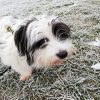 Maggy