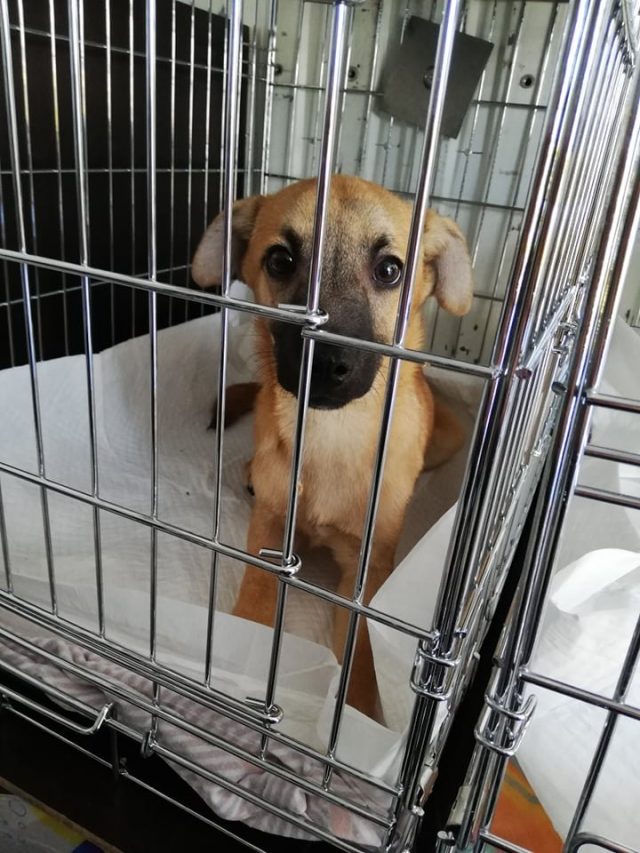 Ringo