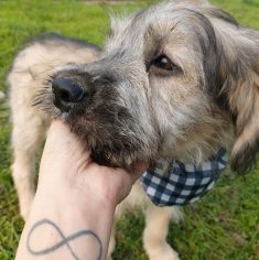 Rocky – Vermittelt