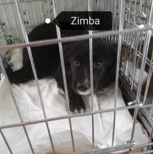 Zimba