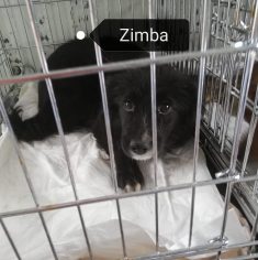 Zimba – vermittelt