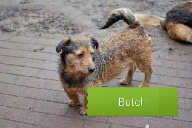 Butch