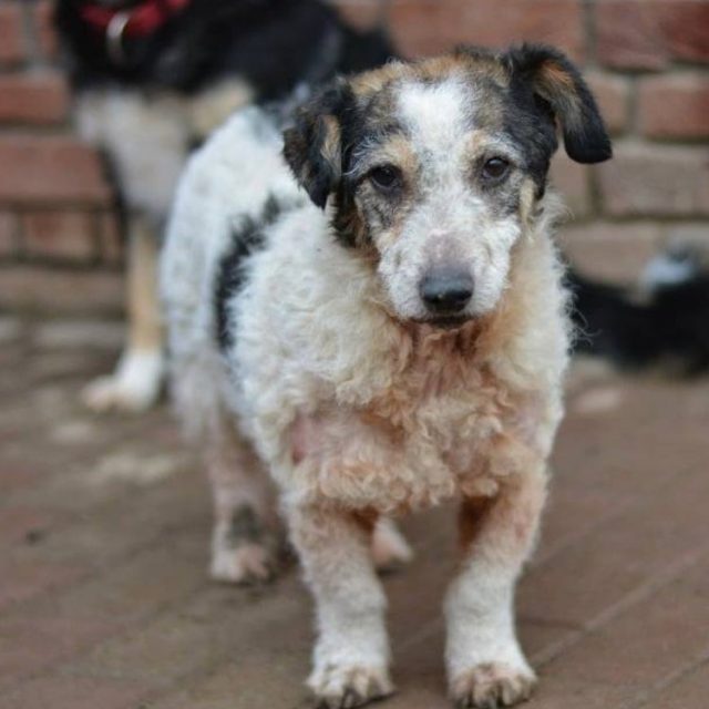 Cuza &#8211; vermittelt