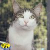 Fritzi