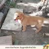 Happy