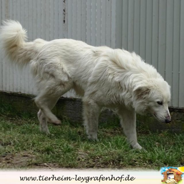 Kito