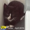 Linus