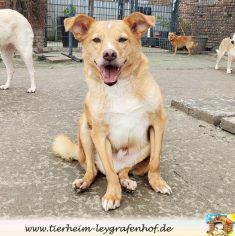 Lucky – Vermittelt
