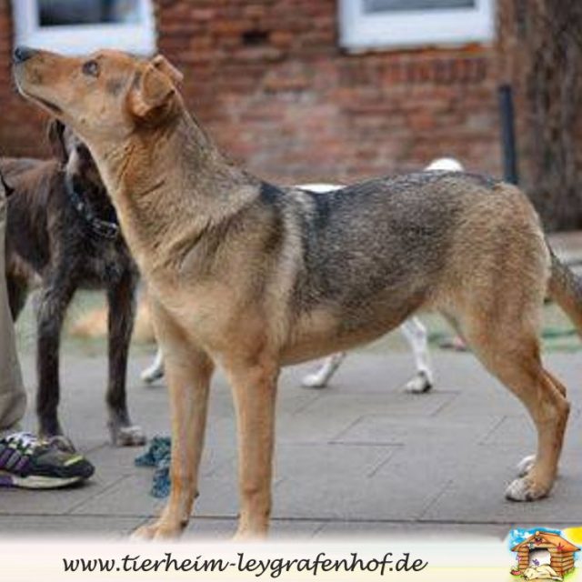 Panja