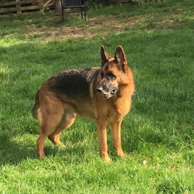 Pino – Vermittlungshilfe