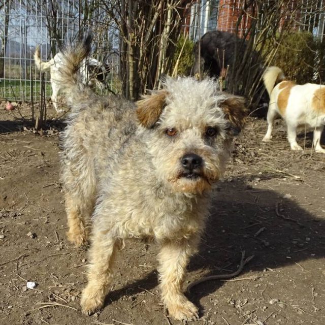 Kleiner Teddy Tierheim Leygrafenhof e.V.